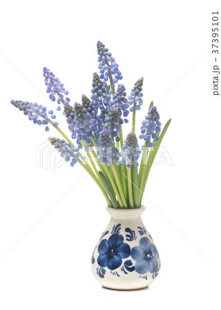 Bunch of a grape hyacinths in a delfts blue vase  37395101