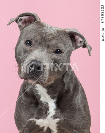 Portrait of  Pit-bull terrier at a pink background 37395102