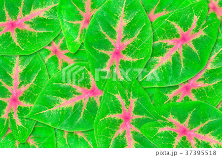 Caladium leaves texture abstract background 37395518