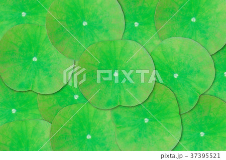 Green lotus leaves texture abstract background 37395521