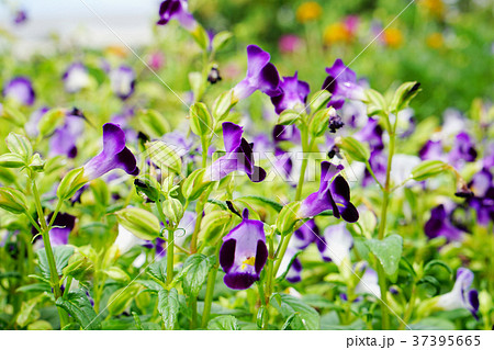 Meadow of violet Torenia or Wishbone flower 37395665