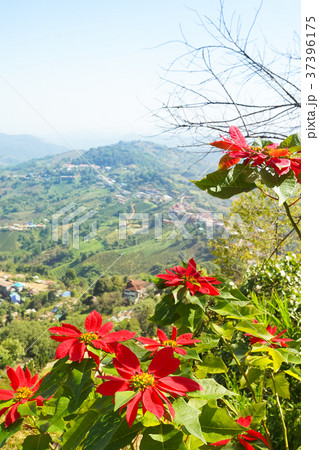 Red flower, mountain, forest and blue sky 37396175