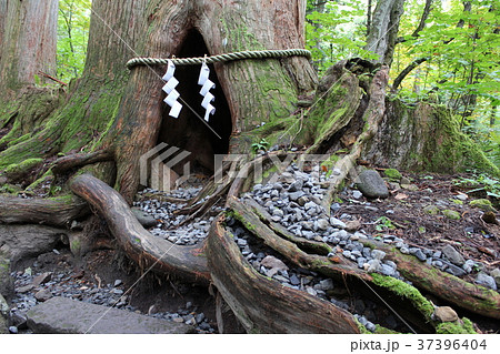 戸隠神社参道の杉並木 37396404