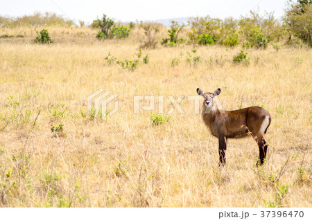 Waterbucks in the Mara Savannah a park Waterbucks in the Mara Savannah a park 37396470