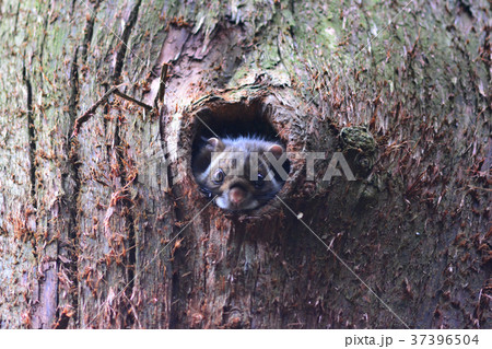 巣穴からムササビ！ 37396504