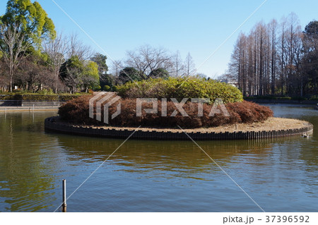 見沼自然公園の池 37396592
