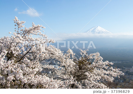 Mount Fuji with sakura blossom as foreground 37396829