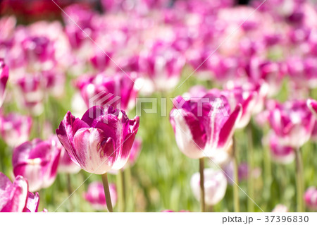 Violet and white color of blooming tulip flower 37396830