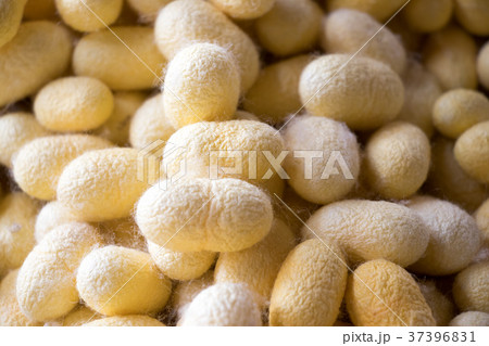 Closed up of group yellow cocoon of silk worm 37396831