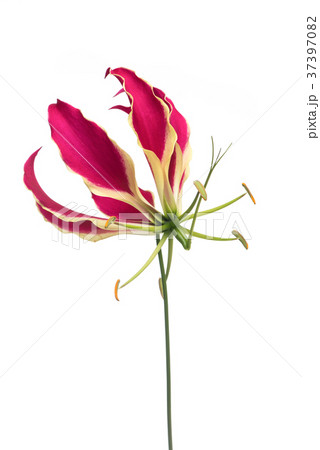 One single blooming gloriosa, glory lily flower One single blooming gloriosa, glory lily flower 37397082