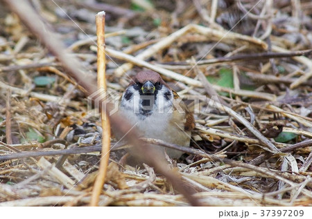 スズメ スズメ 37397209