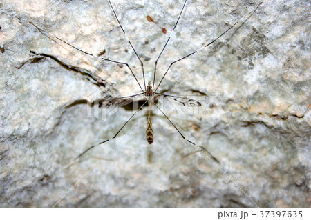 The long legs insects on the stone The long legs insects on the stone 37397635