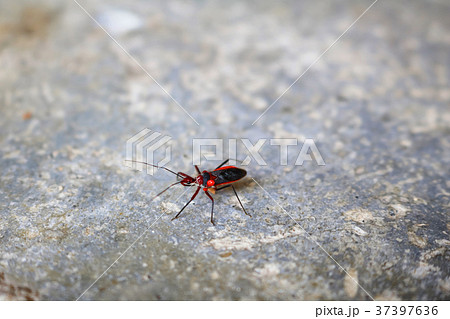 The little red and black insect in the garden 37397636