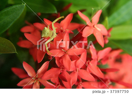 Little yellow spider attack butterfly on flower Little yellow spider attack butterfly on flower 37397750