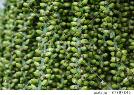 Seed of fishtail Palm in the garden Seed of fishtail Palm in the garden 37397849