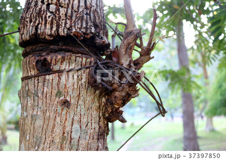 Metal wire with damaged trees. 37397850