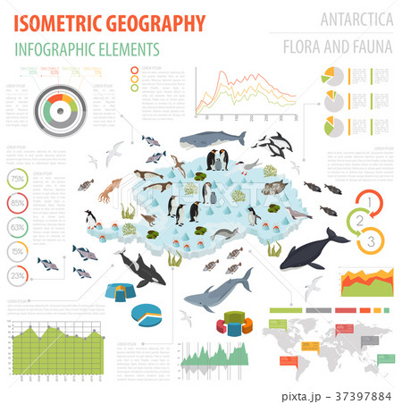 Isometric 3d Antarctica flora and fauna map  37397884