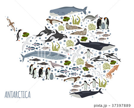 Antarctic, Antarctica, flora and fauna map Antarctic, Antarctica, flora and fauna map 37397889