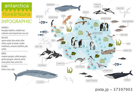 Antarctic, Antarctica,  flora and fauna map 37397903