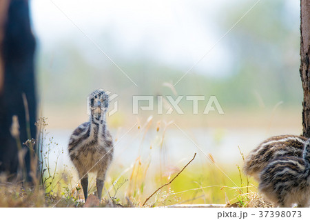 エミューのヒナ 37398073