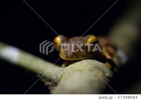 トビガエル 37398084