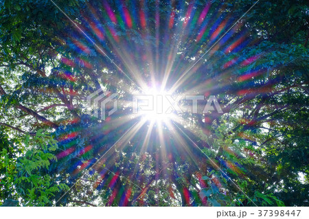 Sunlight beam shining through the tree 37398447