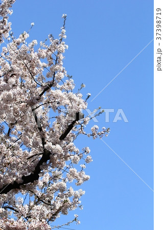 桜と青空 37398719