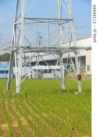 田んぼの中の鉄塔(兵庫県尼崎市) 田んぼの中の鉄塔(兵庫県尼崎市) 37398989