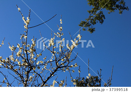 桃畑 モモ畑 もも畑 37399518