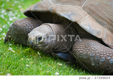 Turtle Turtle 37399604