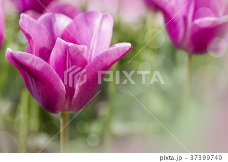 Tulips Tulips 37399740