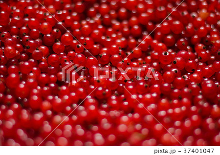 Close-up of a bright red currant. The heap of Close-up of a bright red currant. The heap of 37401047