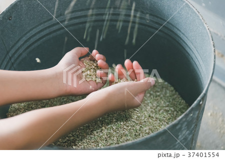 Hulling Hulling 37401554