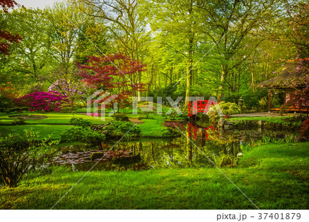 Japanese garden in spring 37401879