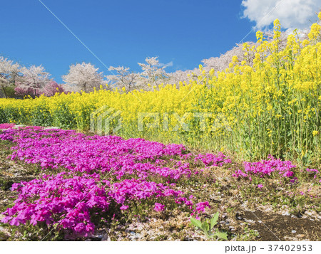 春色の赤城南面千本桜 37402953