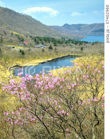 赤城覚満淵とアカヤシオツツジ(縦) 赤城覚満淵とアカヤシオツツジ(縦) 37402960