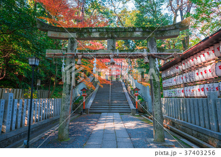 長岡天満宮の紅葉　 37403256