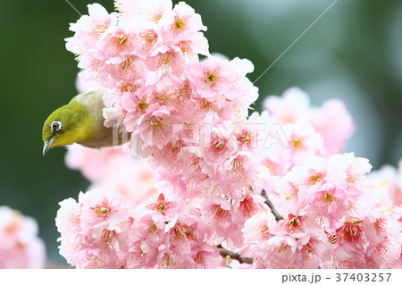 彼岸桜とメジロ 37403257