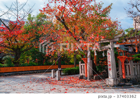 京都 祇園白川の桜紅葉 京都 祇園白川の桜紅葉 37403362