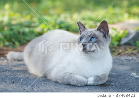 青い目をした野良猫の写真素材