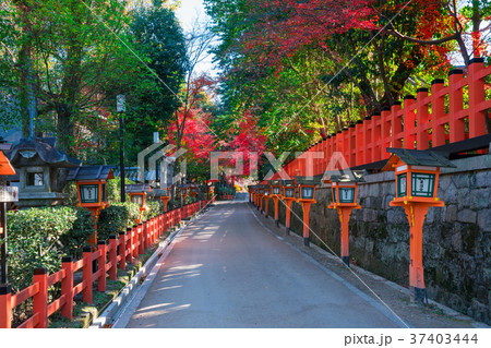 京都　八坂神社の紅葉 37403444