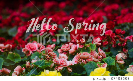 Numerous bright flowers of tuberous begonias 37403503