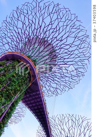 シンガポール 庭 庭園 37403598