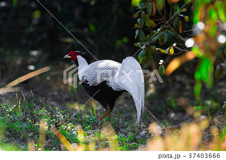 Silver pheasant or Lophura nycthemera (male.) Silver pheasant or Lophura nycthemera (male.) 37403666