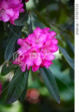 シャクナゲ 37407213