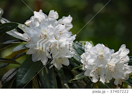 シャクナゲ シャクナゲ 37407222