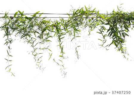 green leaf ivy on pole isolater on white 37407250