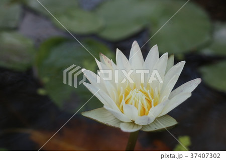 yellow lotus 37407302
