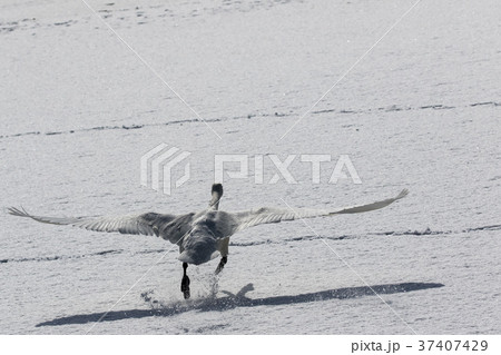 雪上を走る白鳥 37407429