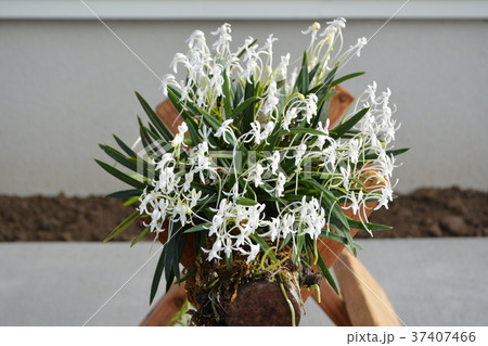香りも届けたい白いふうらんの花 香りも届けたい白いふうらんの花 37407466